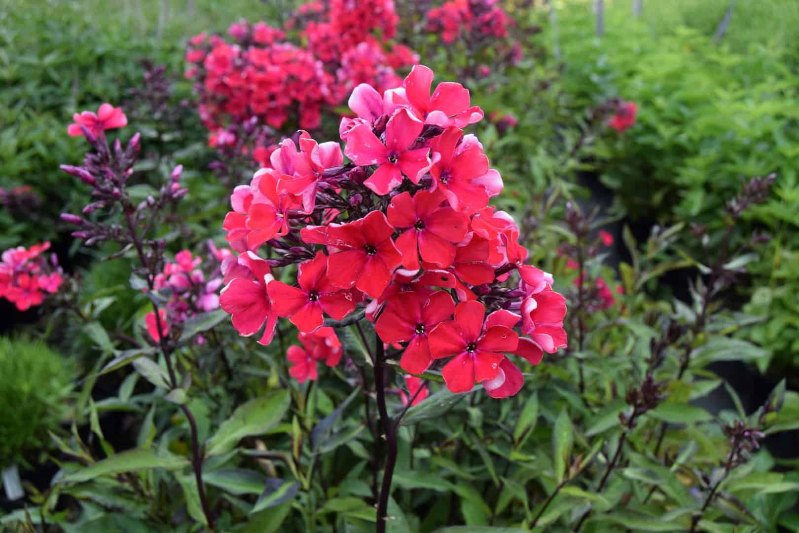 Phlox paniculata 'Starfire'